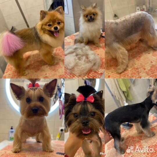 Грумер стрижка собак