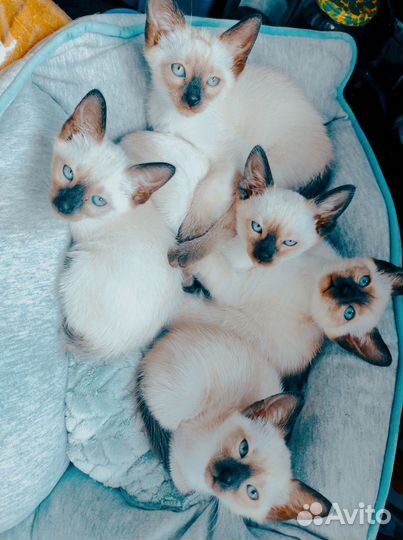 Продаются котята от породистой тайской кошечки