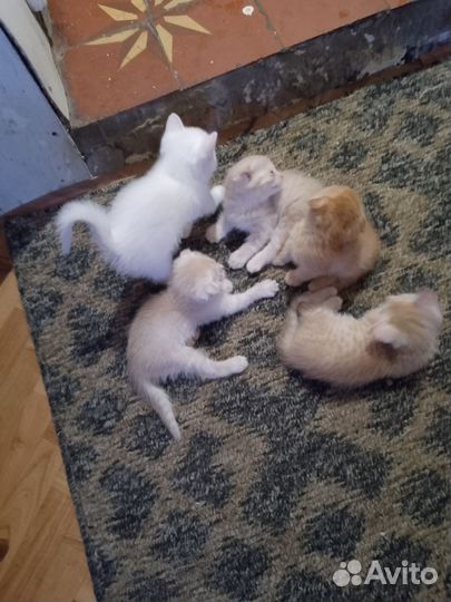 Домашние животные котята