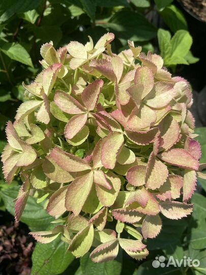 Гортензия метельчатая, крупнолистная, розы