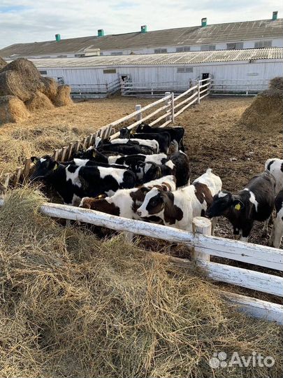 Телята, телки и бычки крс