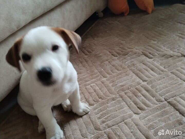 Джек Рассел терьер