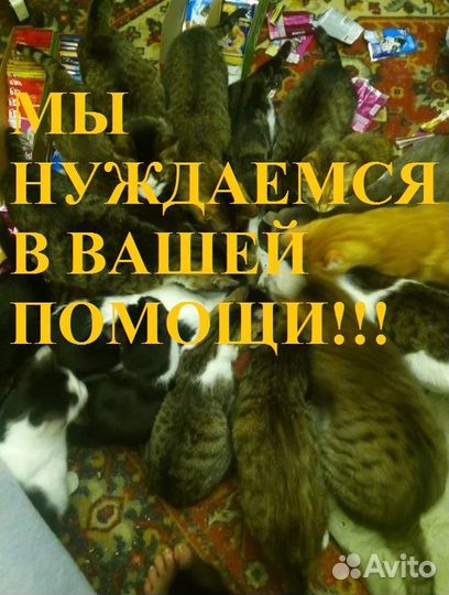 Котейки просят помощи