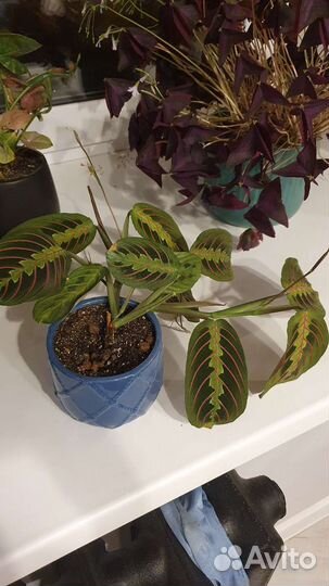 Маранта триколор с горшком