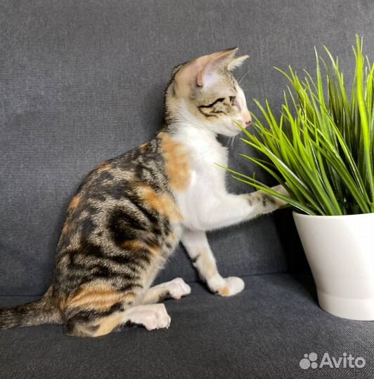 Котёнок ориентал