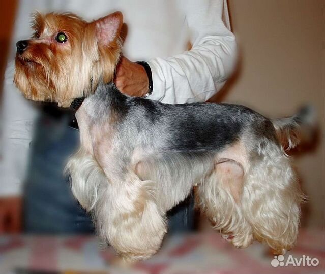 Стрижка собак. Груминг. С выездом