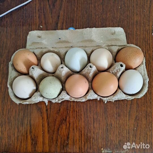 Инкубационное яйцо