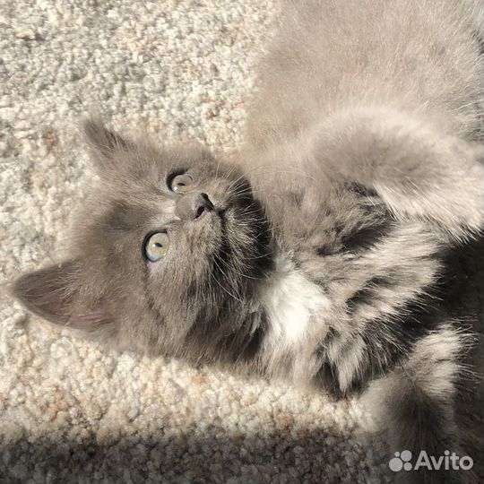 Пушистый котенок