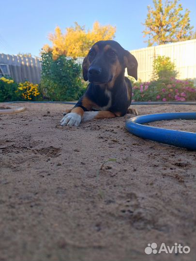 Собака в добрые руки отдам бесплатно