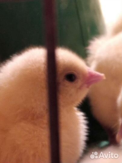 Бройлеры от суточных. Перепелки