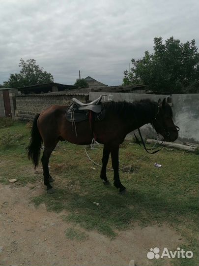 Лошадь жеребец