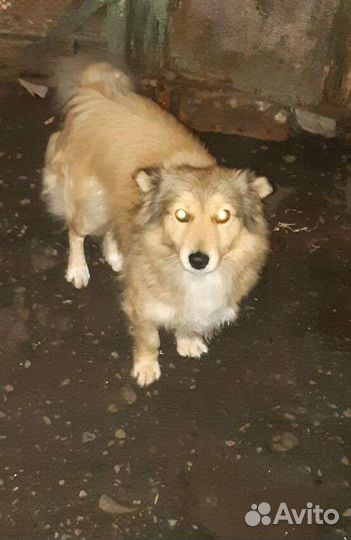 Отлов собак