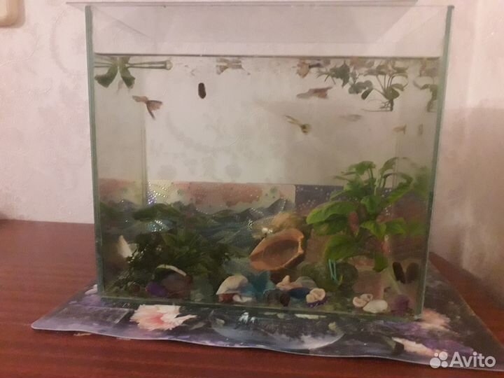 Аквариум с рыбками гуппи
