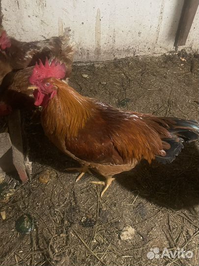 Молодые петухи