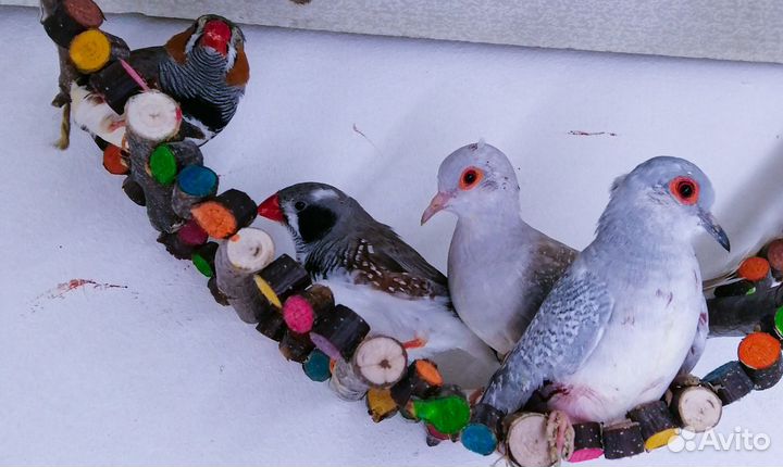 Волнистый попугай малыши