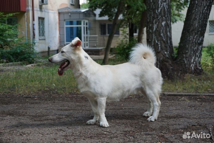 Собака мальчик 9 месяцев