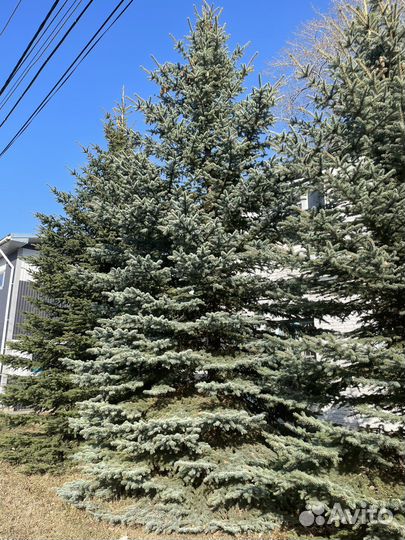 Ель голубая крупномер