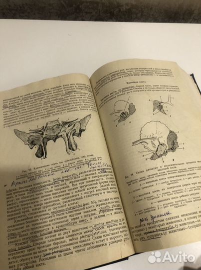 Учебник по анатомии Привес