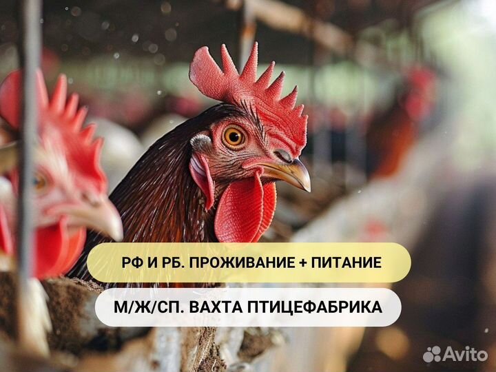 Упаковщик (ца) птицефабрика вахта Нижний Новгород