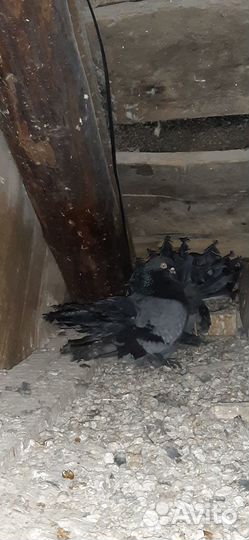 Продажа голубей