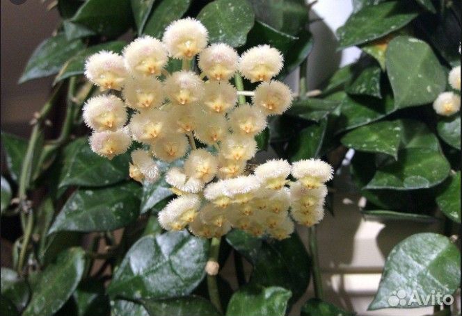 Пеперомия, хоя Белла, Лакуноза, церопегия Вуда