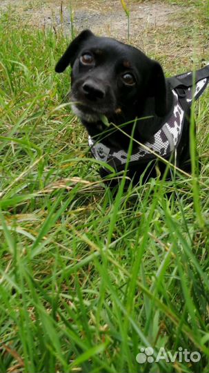 Маленькая собака в добрые руки