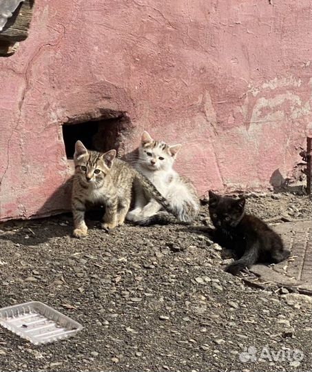 Котята и кошки в добрые руки