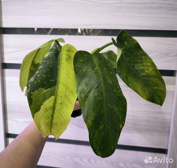 Филодендрон хосе буэно
