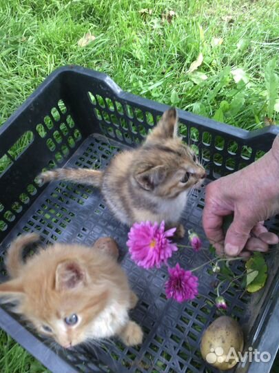 Котята в дар бесплатно