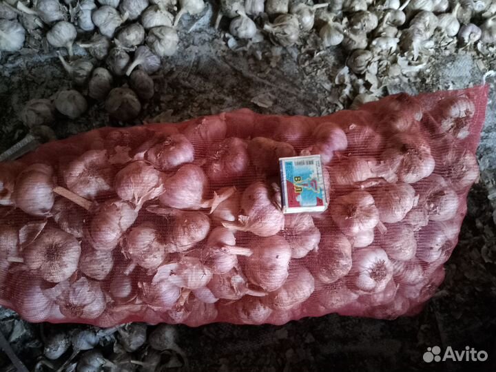 Чеснок посадочный материал с доставкой