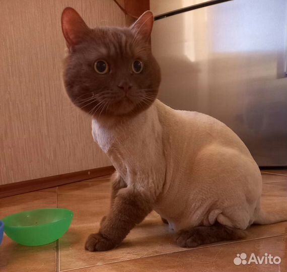 Стрижка кошек. Выезд на дом.Груминг кошек