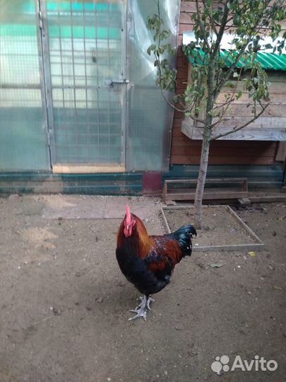 Петух Маран