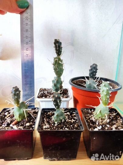 Кактусы и суккуленты