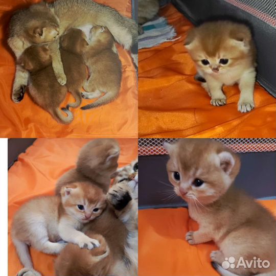 Котята