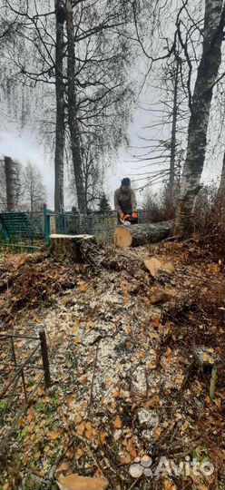 Спил, удаление, вырубка деревьев