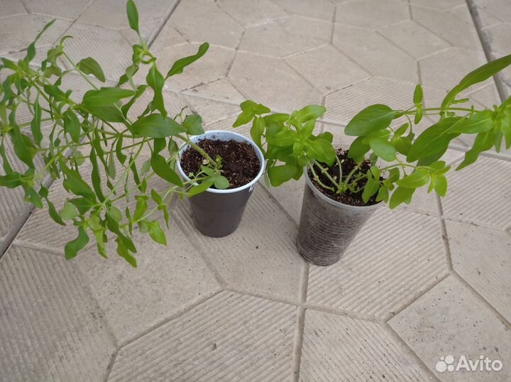 Рассада цветов львиный зев, клещевина