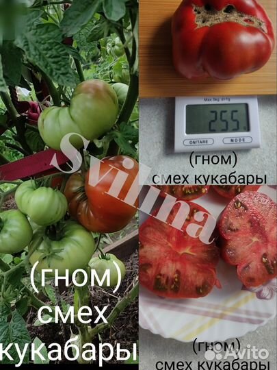 Семена томатов