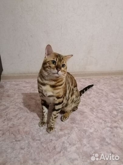 Вязка кошек