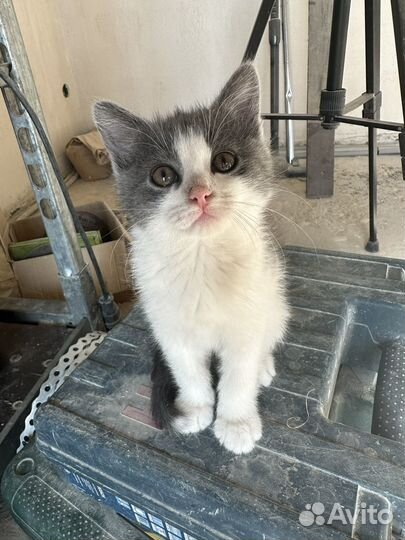 Кошка в дар