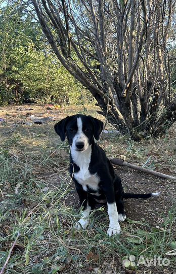 Щенок фенотип бордер колли