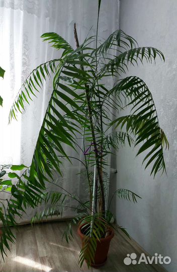 Пальма хамедорея