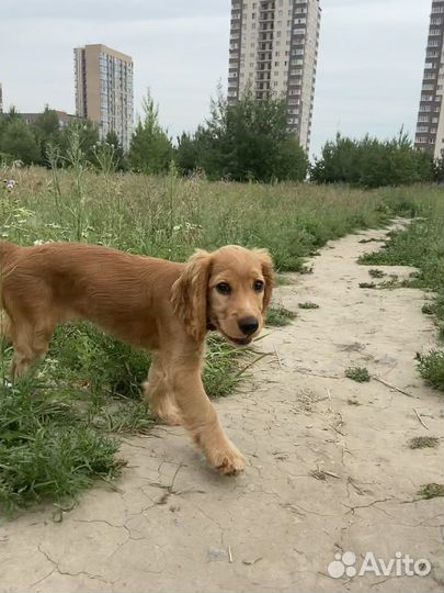 Английский кокер спаниель