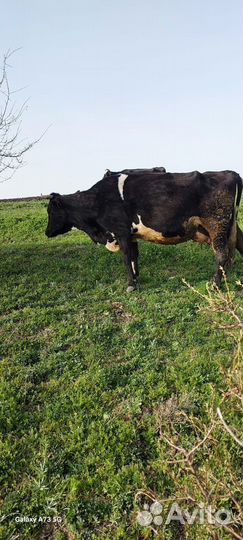 Корова отёл 05/04