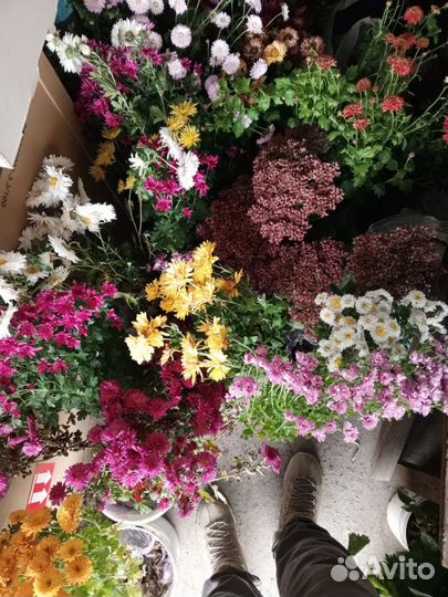 Хризантемы