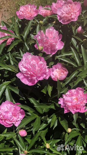 Лилейник простой,пион розовый, примула, мускарики