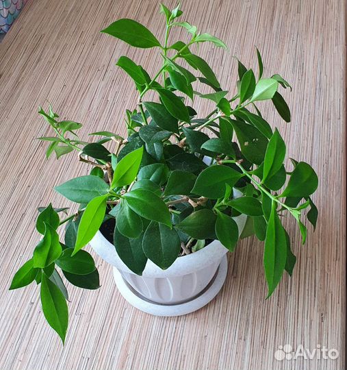 Эсхинантус экзотичный цветок