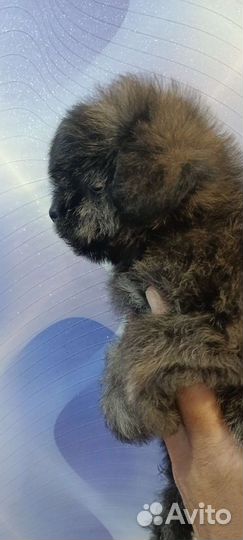 Пушон девочка