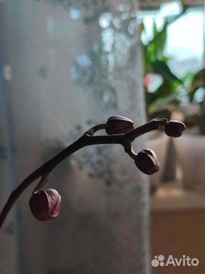 Орхидея фаленопсис Stellenbosch