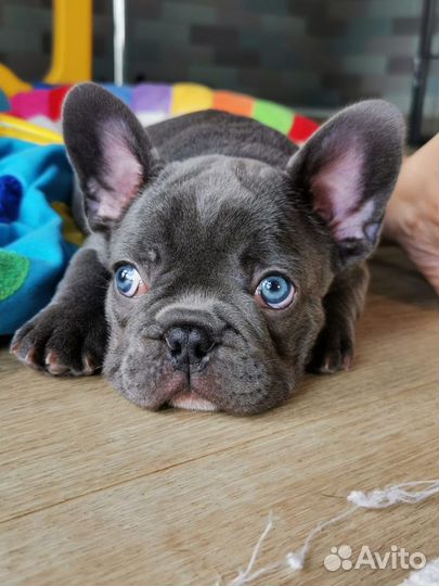 Лиловые и Голубые Бульдожки Мини