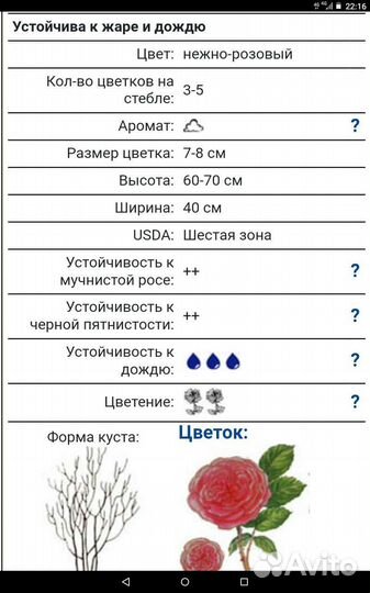 Роза Мария Терезия саженцы